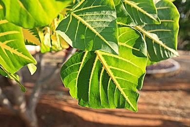 《斯普拉遁3》新合作活动公开 3月4日~6日期间举行